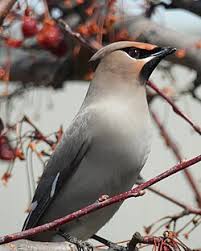 Attēlu rezultāti vaicājumam “Bombycilla garrulus adult”