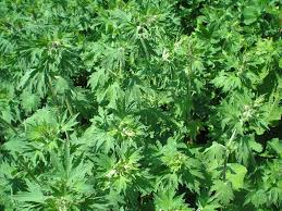 Attēlu rezultāti vaicājumam “Leonurus quinquelobatus”