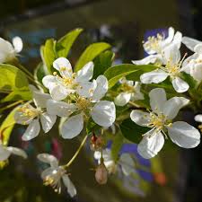 Attēlu rezultāti vaicājumam “Malus mandshurica”