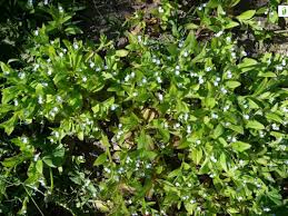 Attēlu rezultāti vaicājumam “Myosotis sparsiflora leaf”
