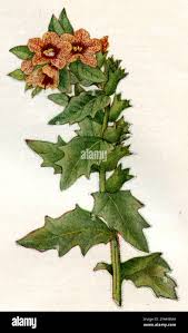 Image result for bilsenkraut