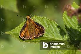 Attēlu rezultāti vaicājumam “Thymelicus sylvestris”