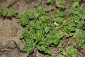 Attēlu rezultāti vaicājumam “Veronica agrestis”