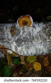 Attēlu rezultāti vaicājumam “Postia undosa”