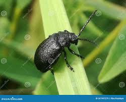 Attēlu rezultāti vaicājumam “Galeruca tanaceti”