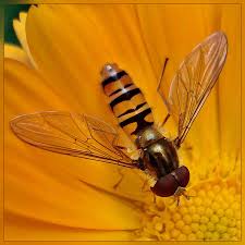 Attēlu rezultāti vaicājumam “Anacampsis blatariella”