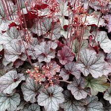 Image result for Heuchera Metallica