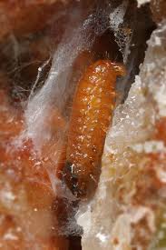 Attēlu rezultāti vaicājumam “Retinia resinella”