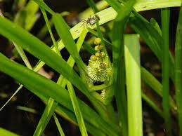 Attēlu rezultāti vaicājumam “Sparganium erectum aggr. leaf”