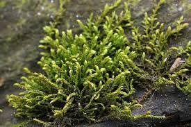 Attēlu rezultāti vaicājumam “Leskea polycarpa”