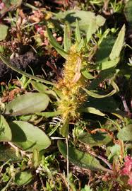 Attēlu rezultāti vaicājumam “Rumex maritimus leaf”