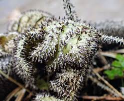 Attēlu rezultāti vaicājumam “Diachea leucopodia stalked”