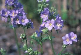 Attēlu rezultāti vaicājumam “Polemonium caeruleum flower”