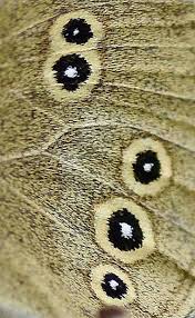 Attēlu rezultāti vaicājumam “Aphantopus hyperantus underside”