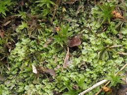 Attēlu rezultāti vaicājumam “Calypogeia fissa”