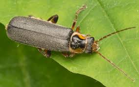 Attēlu rezultāti vaicājumam “Cantharis nigricans”