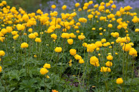 Image result for Trollblume