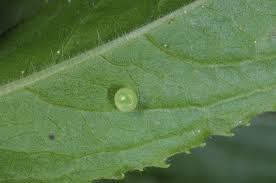 Attēlu rezultāti vaicājumam “Deilephila elpenor imago”