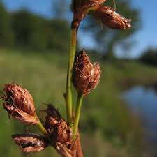 Attēlu rezultāti vaicājumam “Schoenoplectus lacustris subsp. glaucus bud”