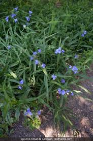 Attēlu rezultāti vaicājumam “Tradescantia virginiana flower”