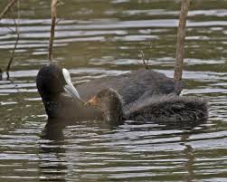 Attēlu rezultāti vaicājumam “Fulica atra adult”