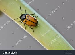 Attēlu rezultāti vaicājumam “Clytra quadripunctata”