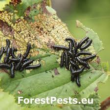 Attēlu rezultāti vaicājumam “Agelastica alni larva”