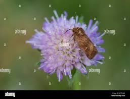 Attēlu rezultāti vaicājumam “Eriopygodes imbecilla”