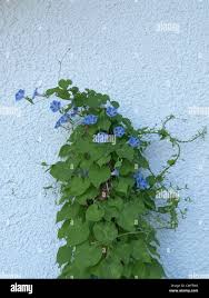 Image result for Prunkwinde