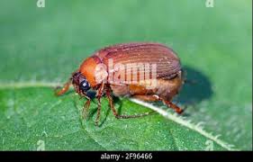 Attēlu rezultāti vaicājumam “Serica brunnea imago”