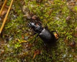 Attēlu rezultāti vaicājumam “Pterostichus oblongopunctatus”
