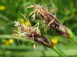 Attēlu rezultāti vaicājumam “Eleocharis uniglumis”