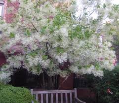 Attēlu rezultāti vaicājumam “Chionanthus virginicus”