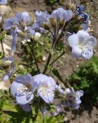 Attēlu rezultāti vaicājumam “Polemonium caeruleum leaf”