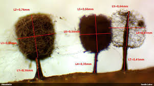 Attēlu rezultāti vaicājumam “Comatricha meandrispora”