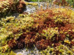 Attēlu rezultāti vaicājumam “Ceratodon purpureus sporophyte”