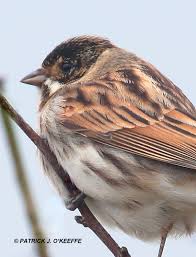 Attēlu rezultāti vaicājumam “Emberiza schoeniclus male”