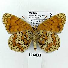 Attēlu rezultāti vaicājumam “Melitaea phoebe”