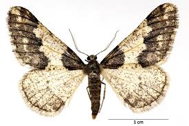 Attēlu rezultāti vaicājumam “Agriopis leucophaearia”