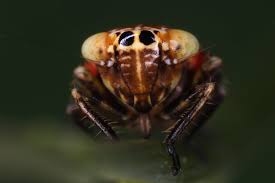 Attēlu rezultāti vaicājumam “Rhopalus maculatus imago”