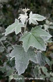 Attēlu rezultāti vaicājumam “Populus alba Nivea”