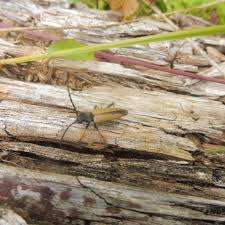 Attēlu rezultāti vaicājumam “Leptura rubra”