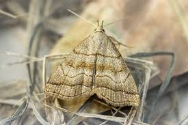 Attēlu rezultāti vaicājumam “Herminia tarsicrinalis”