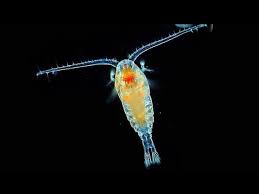 Attēlu rezultāti vaicājumam “Copepoda”