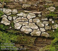 Attēlu rezultāti vaicājumam “Xylobolus frustulatus”