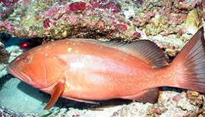 Image result for Epinephelus morio