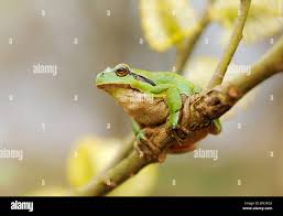 Attēlu rezultāti vaicājumam “Hyla arborea adult”