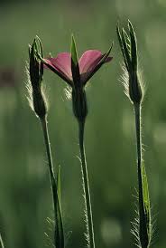 Image result for Agrostemma githago