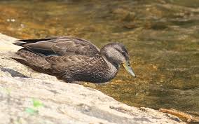 Image result for Anas rubripes