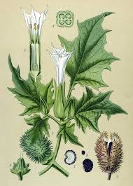 Image result for Datura stramonium